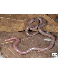 خانواده مارهای کرمی شکل Typhlopidae